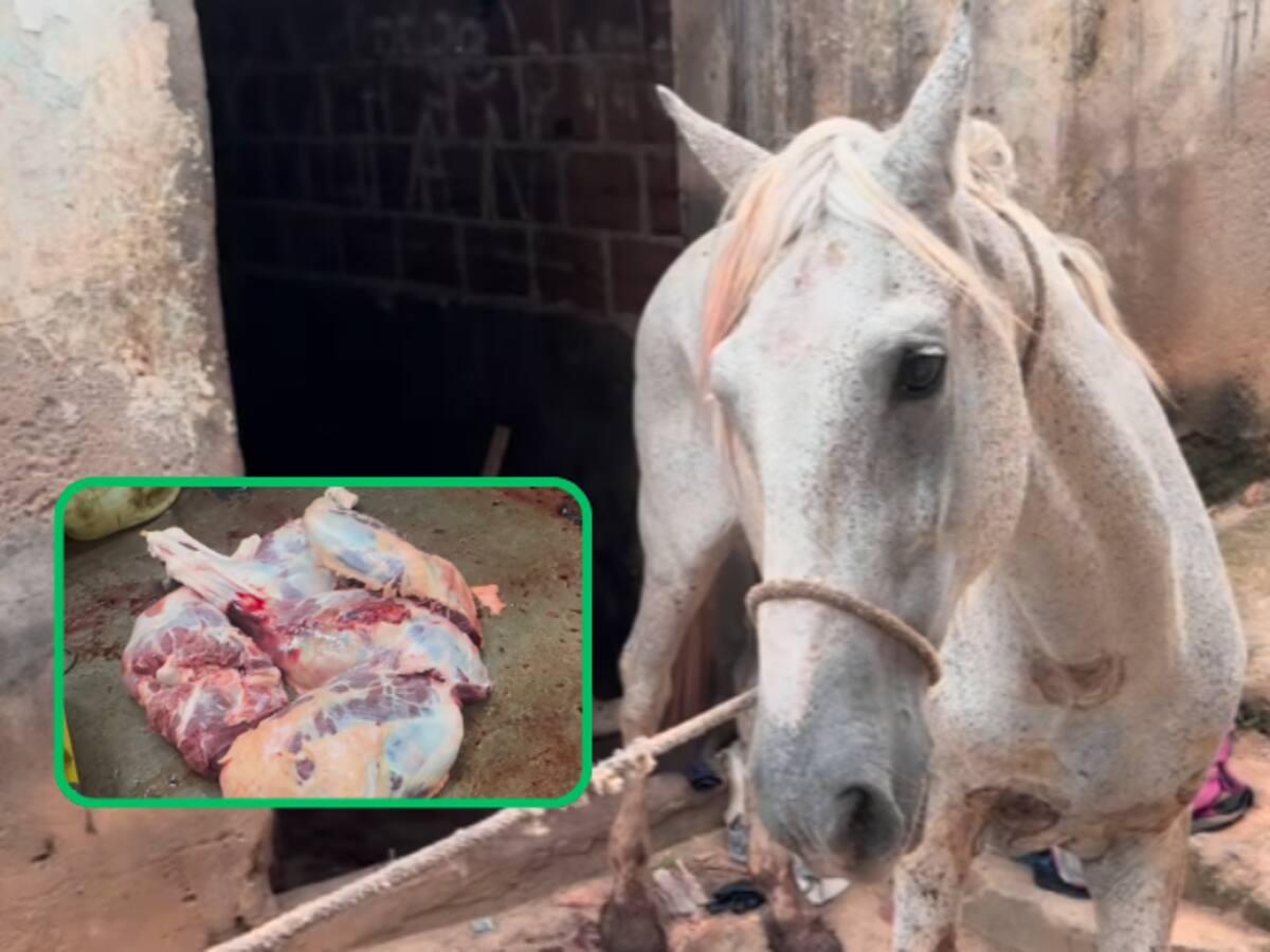 Desmantelan matadero clandestino de caballos en Bucaramanga