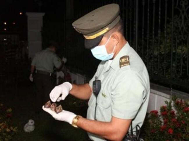 En máxima alerta el Quindío por proliferación de caracol gigante