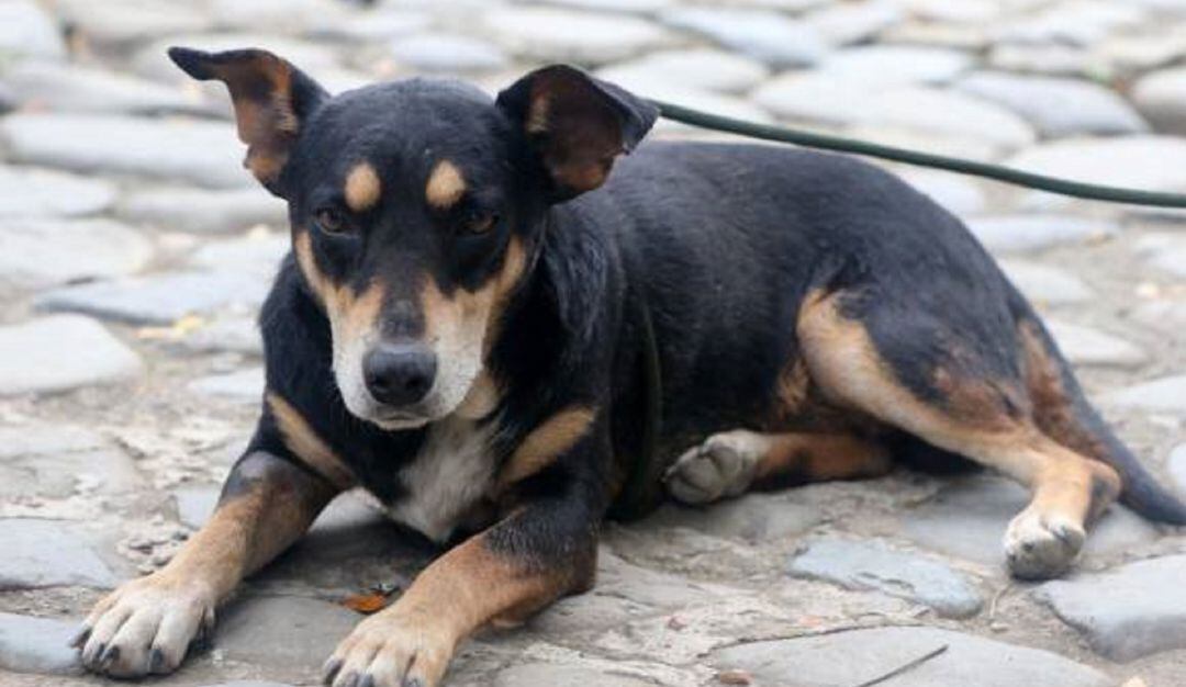 Imagen de referencia