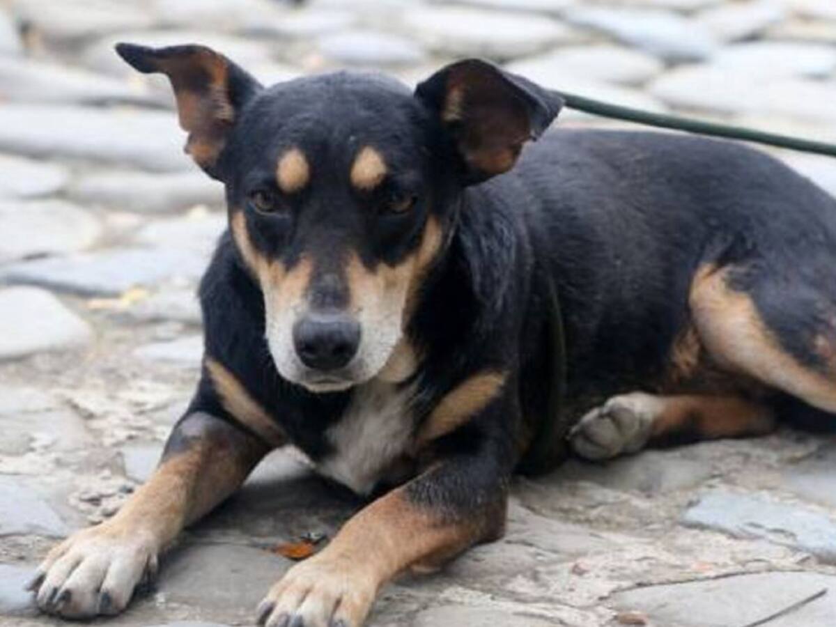 Fiscalía imputó a un hombre que habría golpeando atrozmente a una cachorra