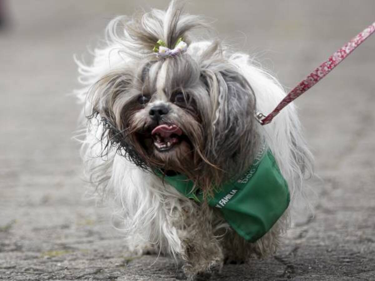 Ahora las mascotas también tienen “cédula”