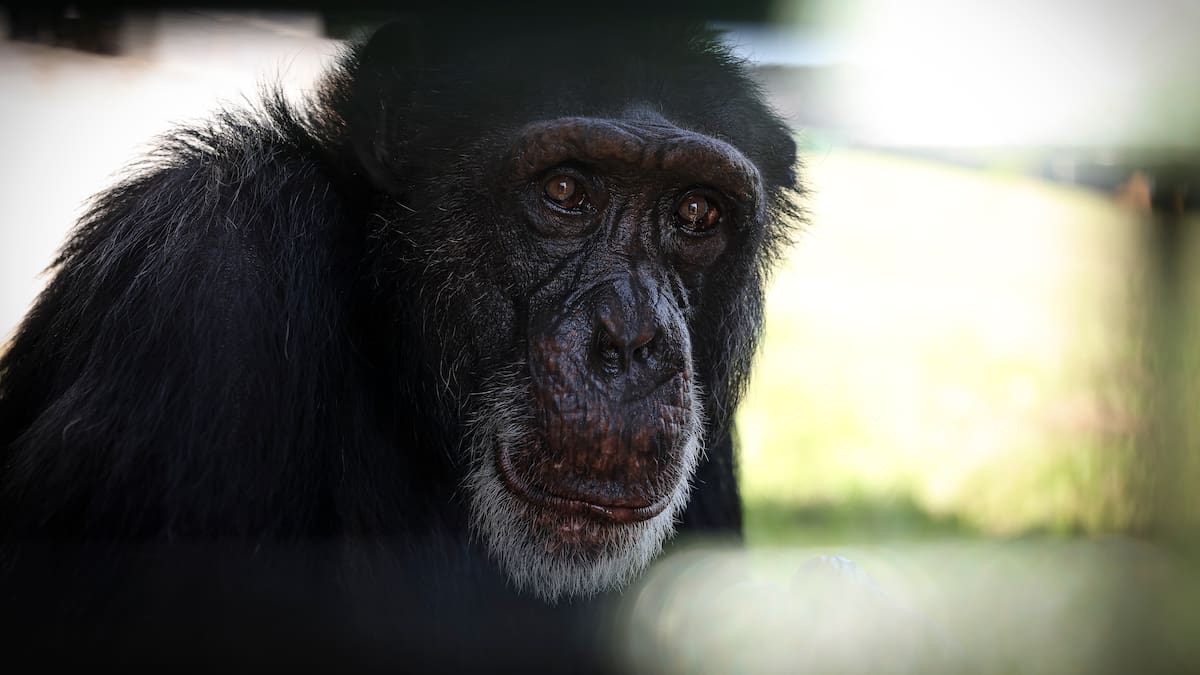 Comisión de la Carder viajará a Brasil para evaluar la adaptación de Yoko