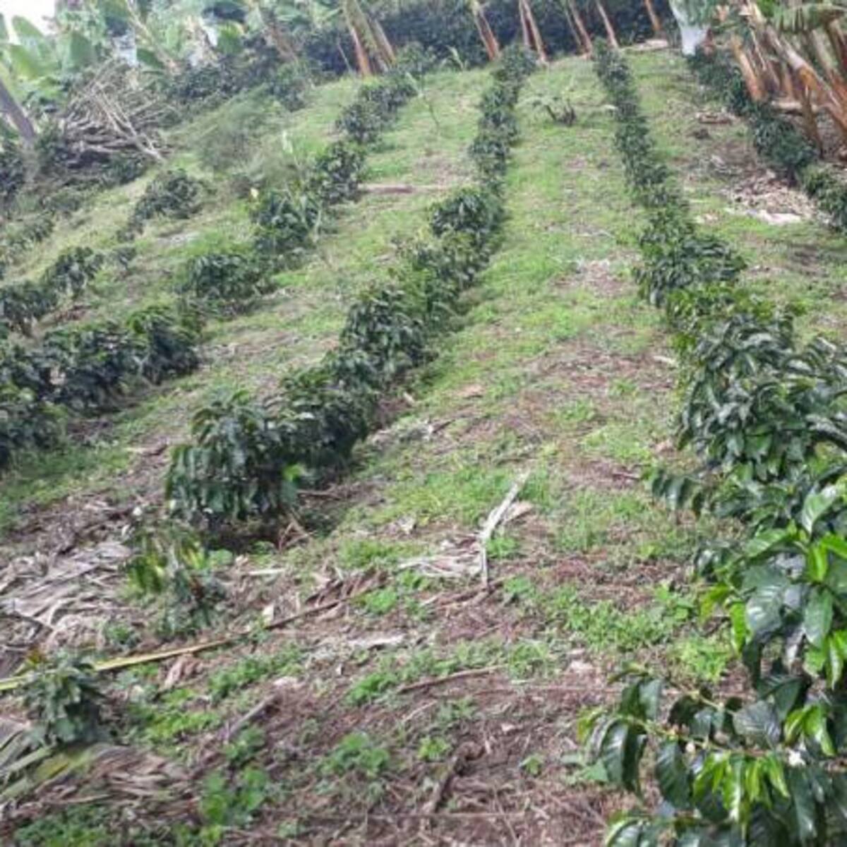 Cafeteros en Quindío se suman a protesta por bajos precios del café