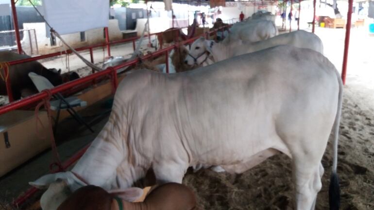 Ganadería en Feria Internacional de Azuero