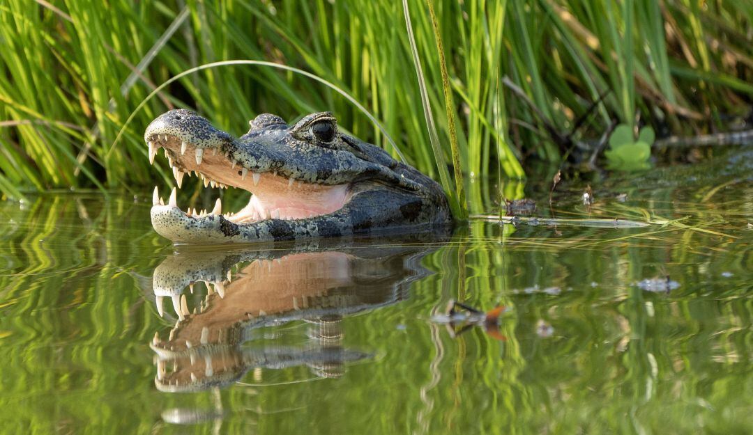 Una niña de 13 años es la nueva víctima de ataque de un caimán en Florida