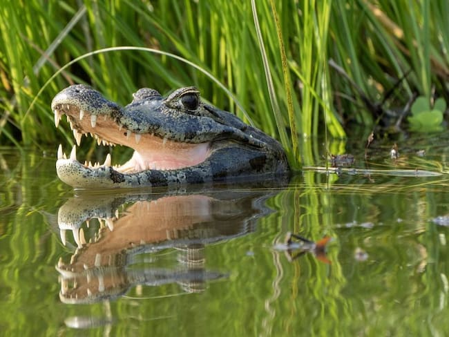 Una niña de 13 años es la nueva víctima de ataque de un caimán en Florida