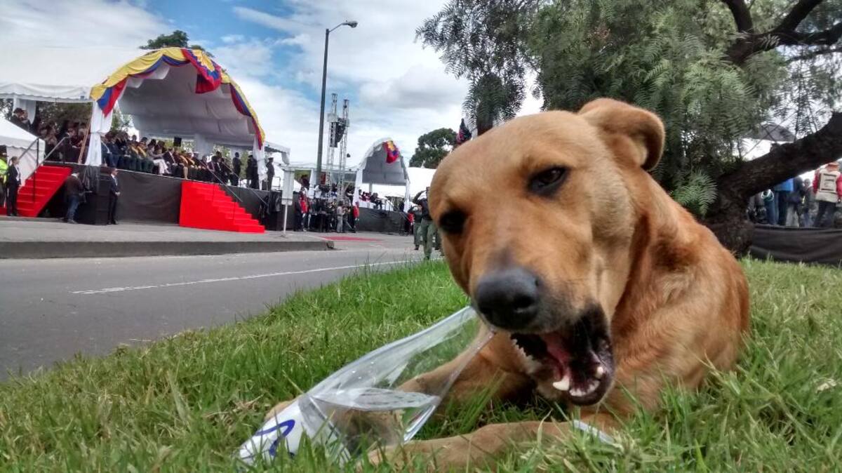 Miles de personas en todo el país se movilizan para observar los desfiles del 20 de julio.