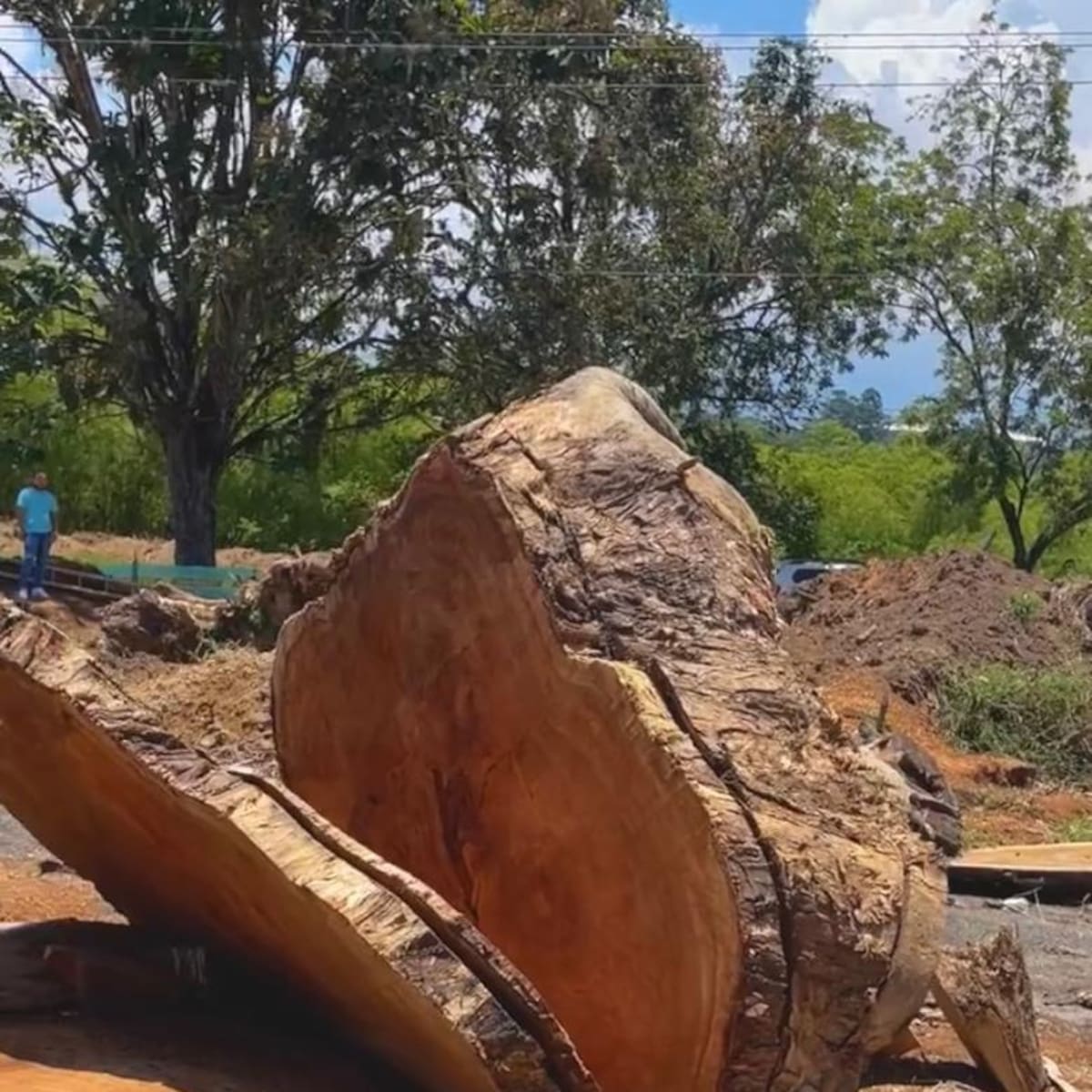 Denuncian tala de árboles antiguos para obras de la Avenida de los Colibríes en Pereira