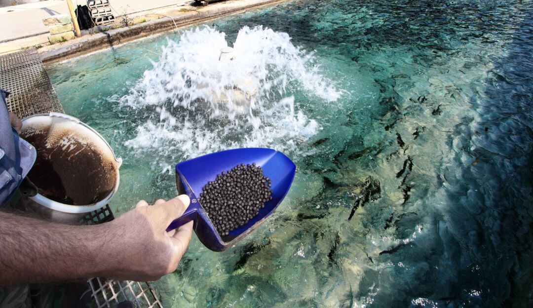 Producción de peces