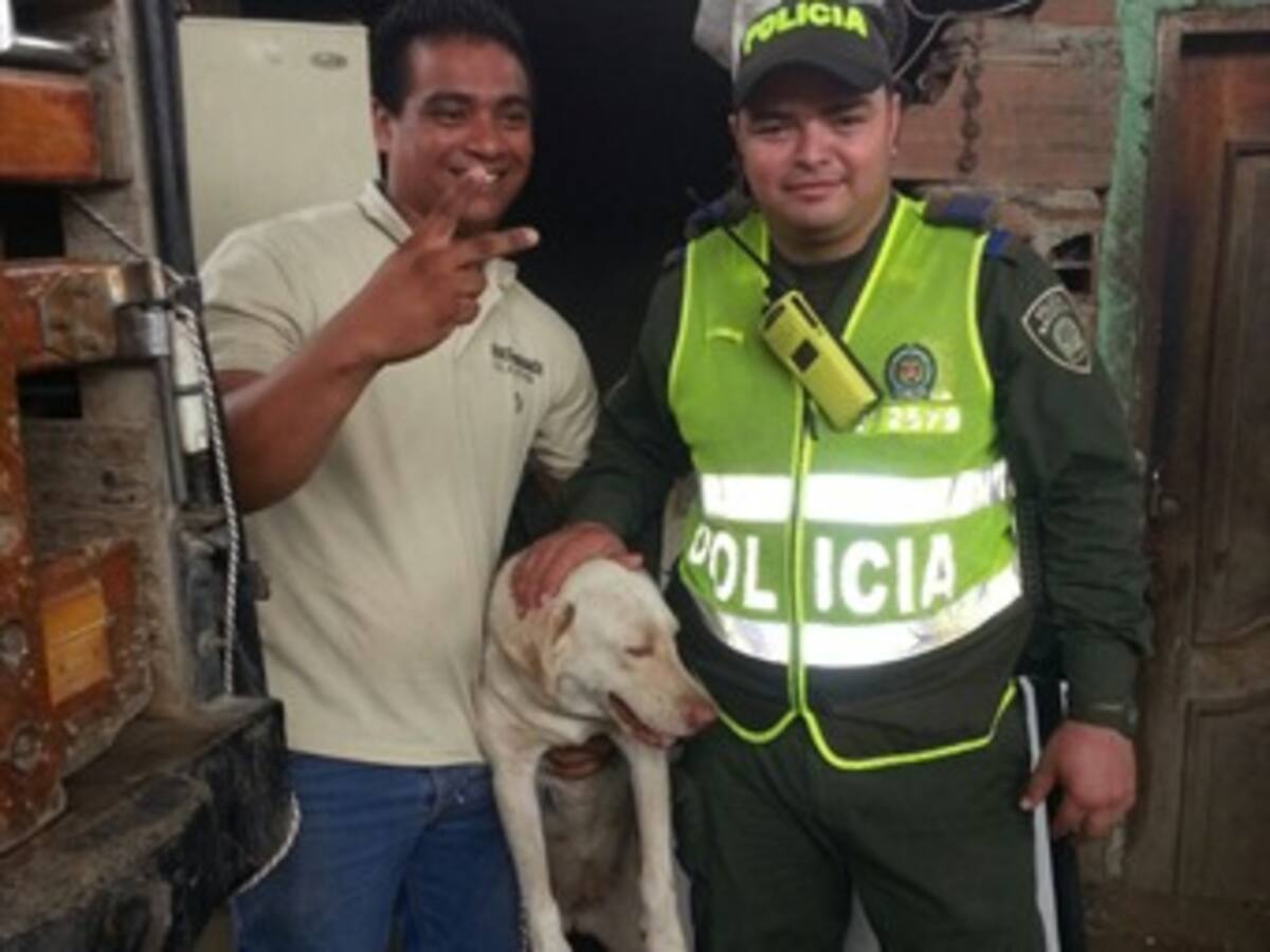 Policía de Cartagena rescata perra labrador que había sido robada