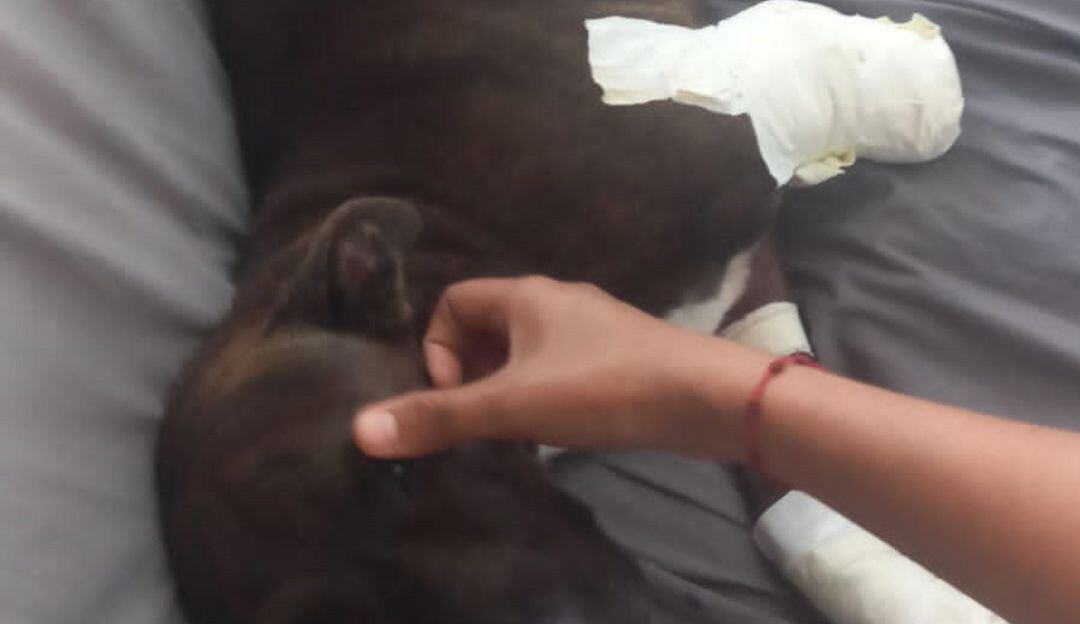 La perrita conocida como “Kira” fue al parecer afectada en una de sus extremidades con una guadaña