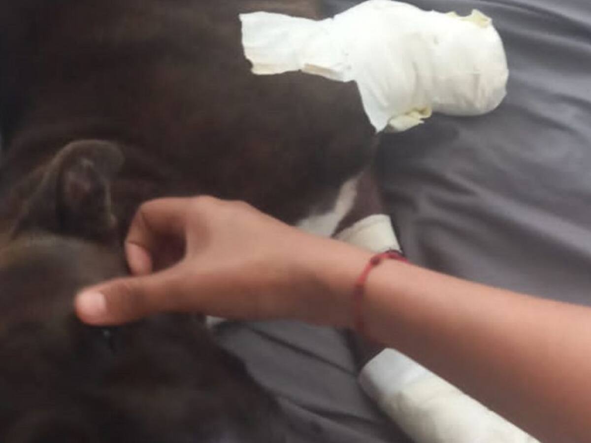 Otro caso de maltrato animal de Florencia Caquetá