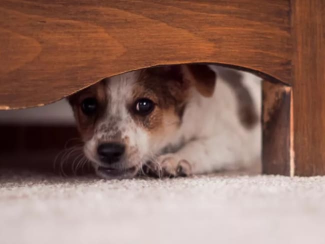 Más de 100 animales afectados por el uso de pólvora en Bogotá durante la noche de navidad