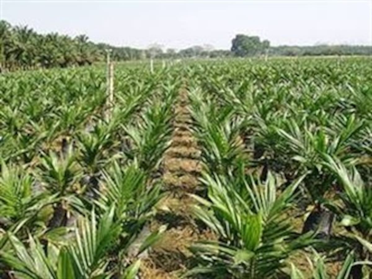 Biodiesel colombiano podrá ingresar al mercado norteamericano