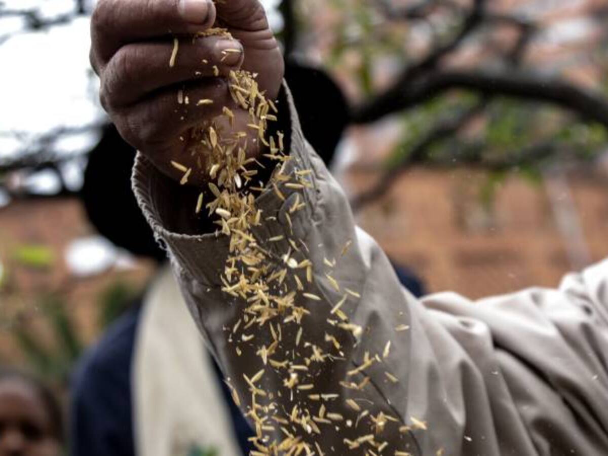 En la quiebra los arroceros del Huila por bajos precios del cereal