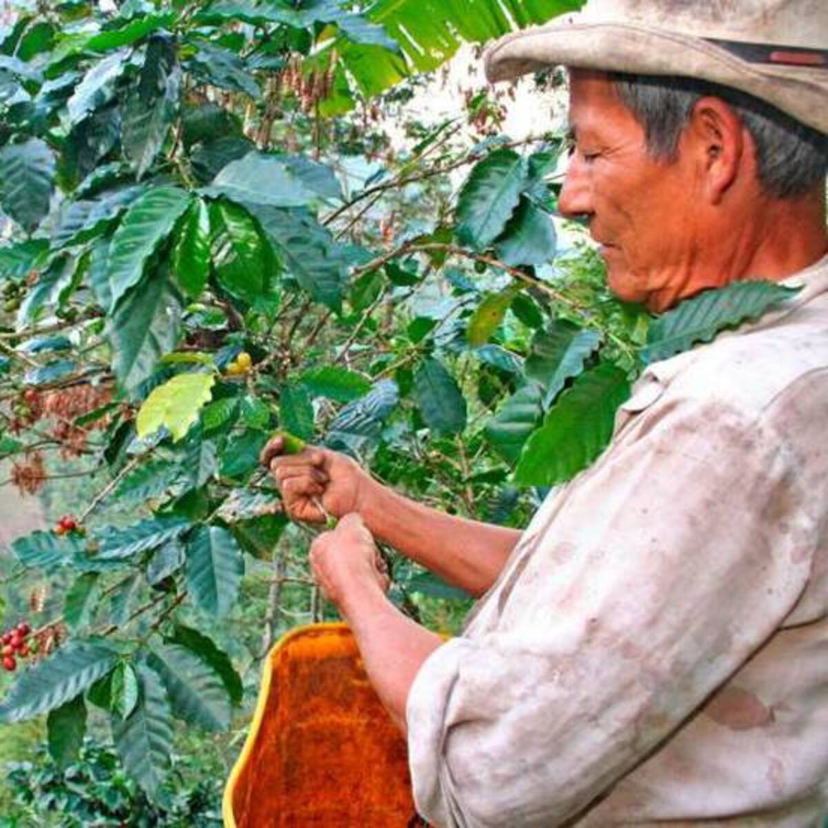 Nuevos cursos gratuitos para caficultores: lea cómo acceder y así mejorar su producción de café