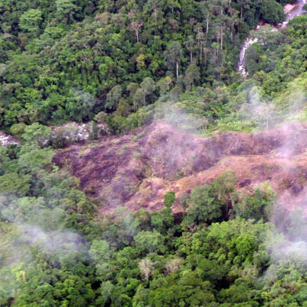 ONU advierte sobre creciente "narcodeforestación" en Amazonas y Centroamérica