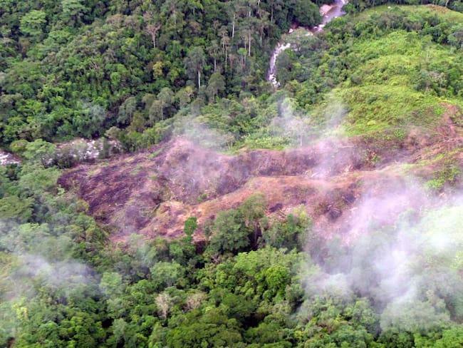 deforestación para el narcotráfico, uno de los delitos ambientales por el que la Agencia Jurídica del Estado pide a la JEP que investigue a exFARC