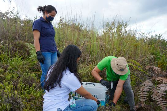 Liberación de una zarigüeya a su hábitat