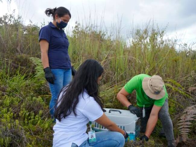 Liberación de una zarigüeya a su hábitat