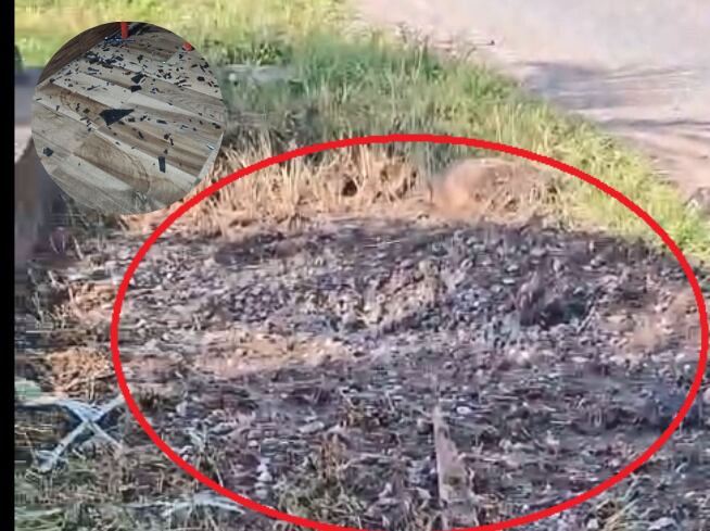 Detona nexplosvo en un caserío d Valdivia donde habitan dos líderes sociales- fotos cortesía