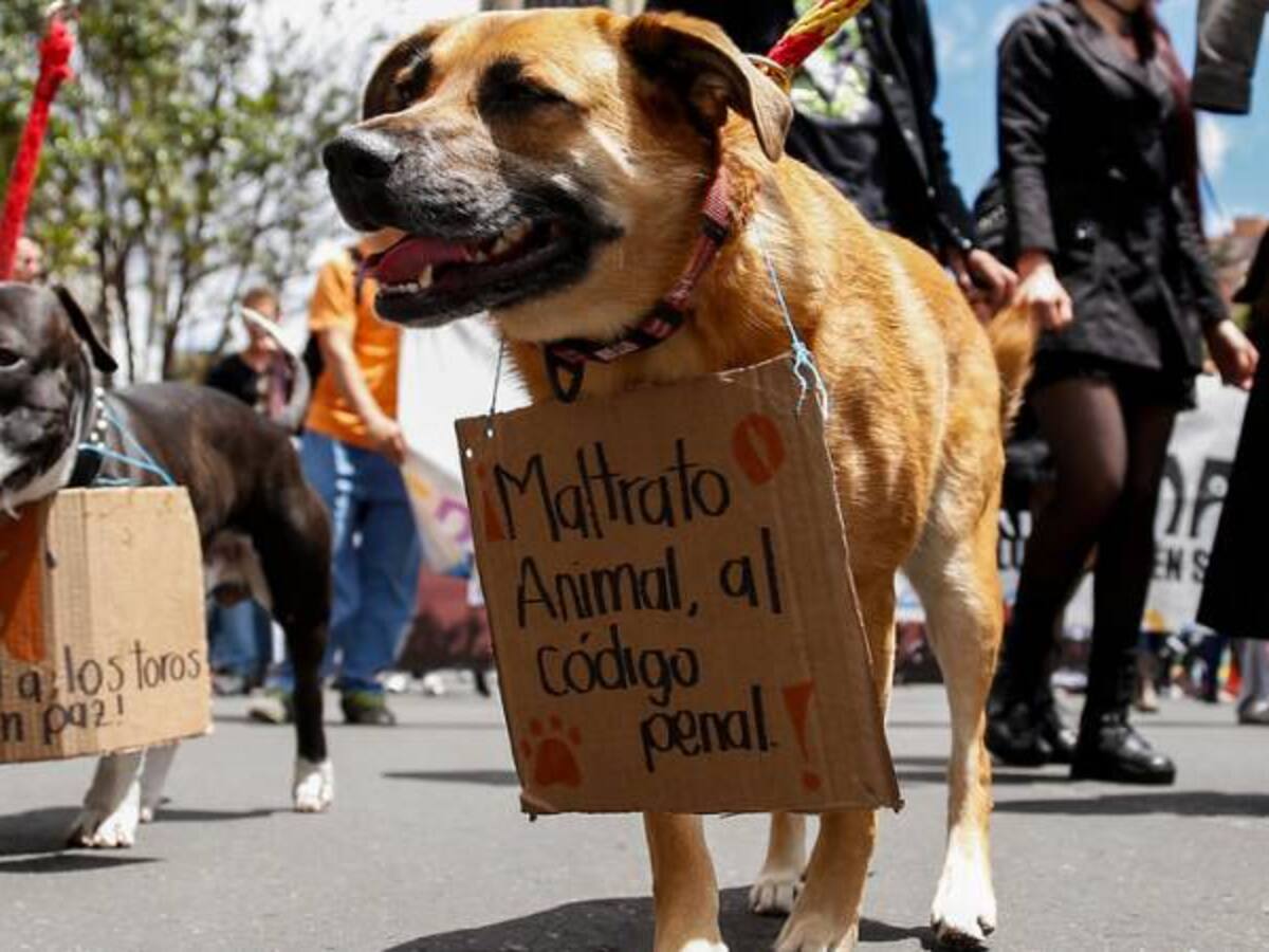 Bogotá tiene gerente para defender los derechos de los animales