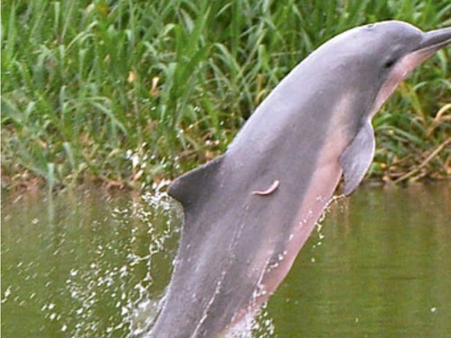 Delfín gris de río. 