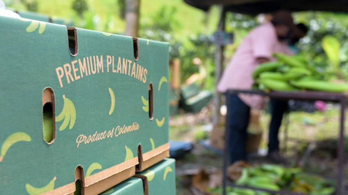 25 mil kilos de plátano cultivados en Risaralda serán exportados a Europa