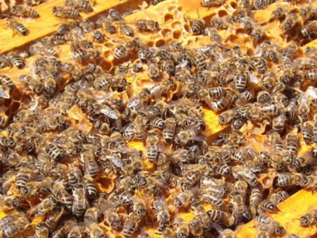 A recuperar la apicultura, un propósito en Caldas
