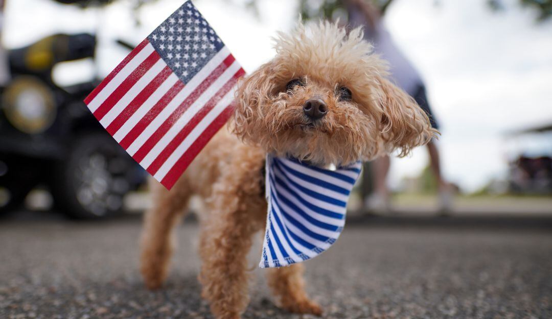 Mascotas y perros viajeros a Estados Unidos