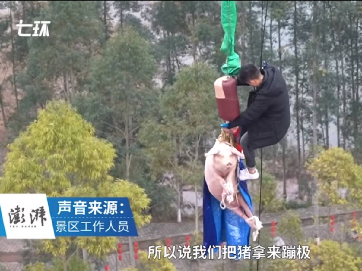 ¡Abuso animal! Atado y disfrazado, lanzaron a cerdo en bungee jumping