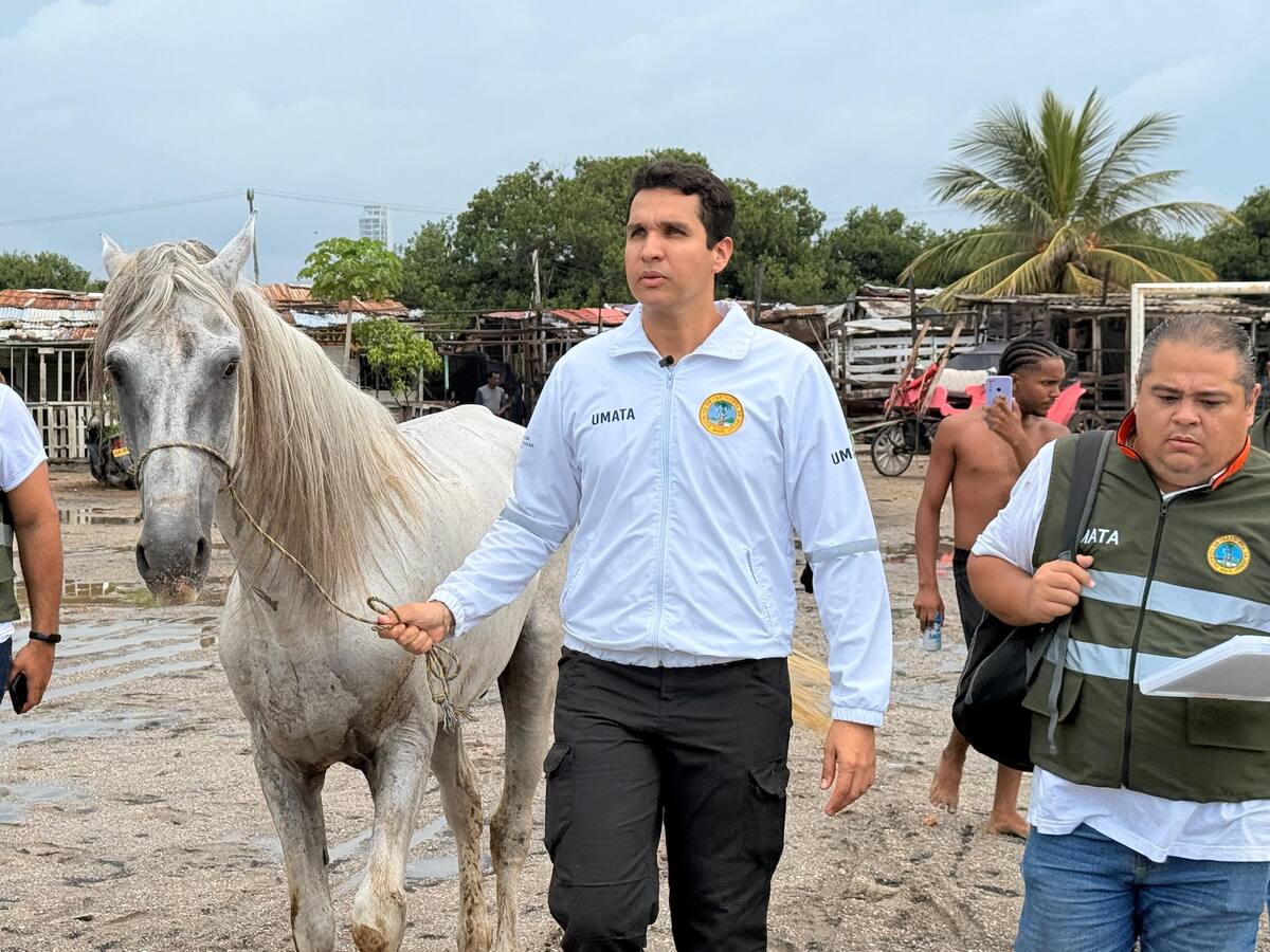 Rescataron caballo que fue maltratado y brindan garantías para su bienestar