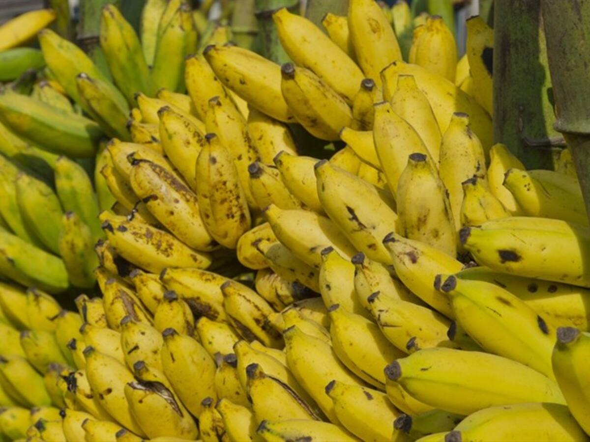 Con apoyo del Gobierno Nacional continuará la intervención y contención Fusarium R4T