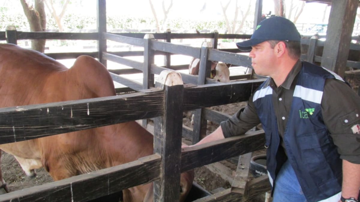 Brotes de rabia silvestre y encefalitis equina afectan a Casanare