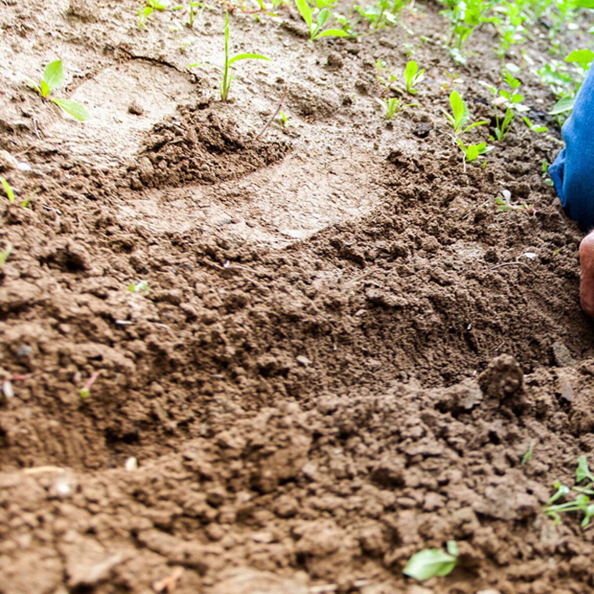 Ciencia y tecnología las mayores inversiones en el agro huilense este 2023