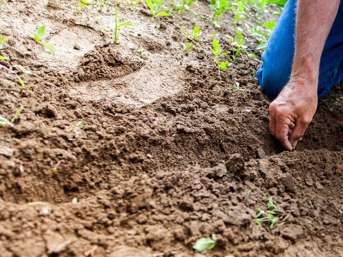 Estudio muestra que descentralizar recursos potenciaría el crecimiento de las regiones
