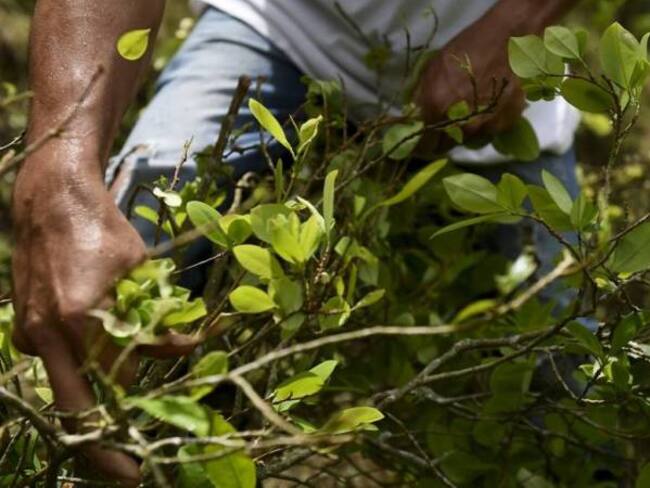 “Bandas criminales están detrás de la sustitución de cultivos ilícitos”: Gobierno