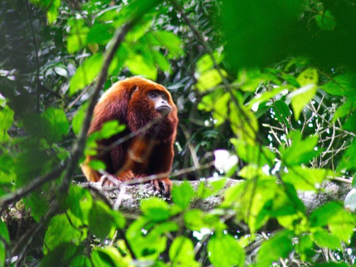 Más de 2.300 especies silvestres han sido incautadas en Bogotá