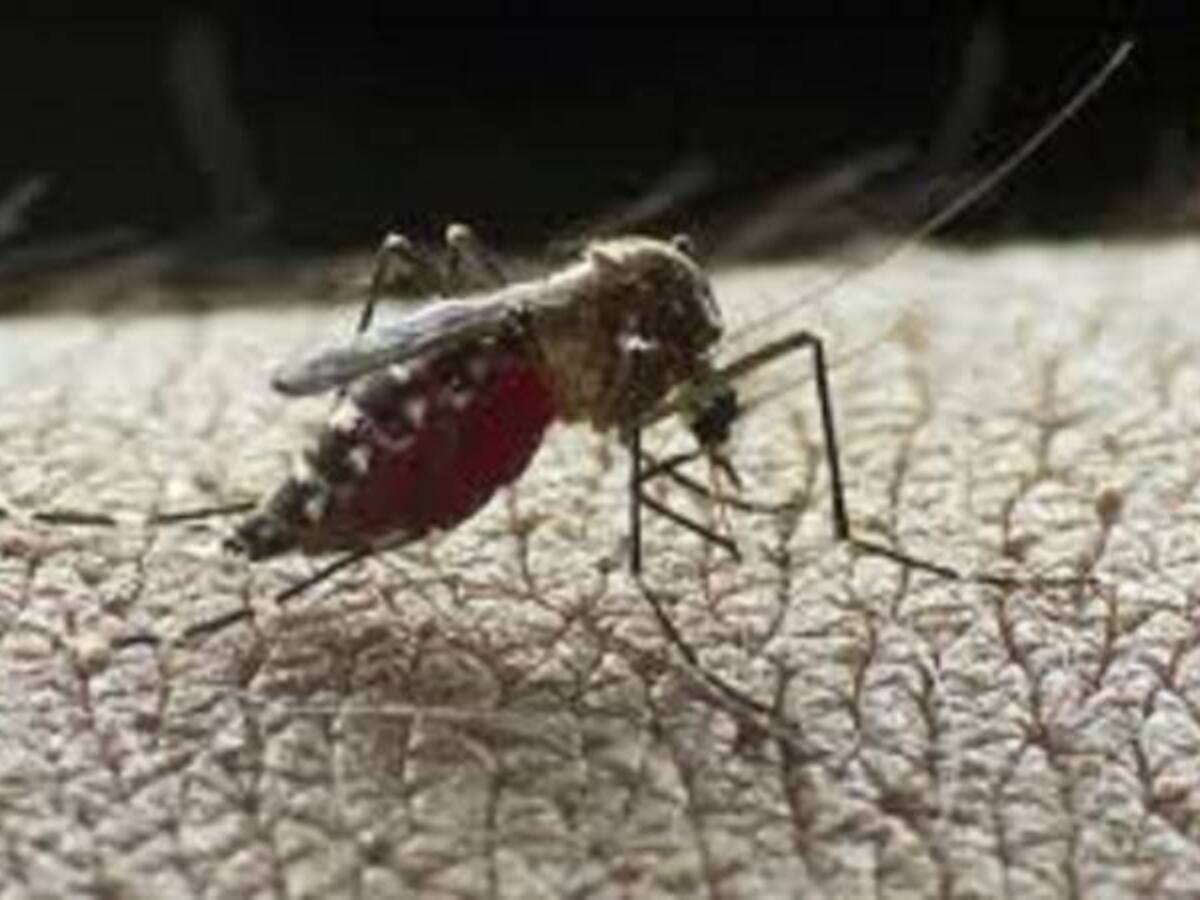 5000 casos de Chicungunya en cinco municipios del Quindío