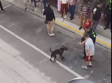 Procedimiento policial en el que murió un canino en Rionegro- foto cortesía