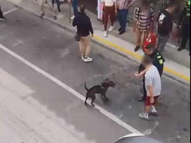 Procedimiento policial en el que murió un canino en Rionegro- foto cortesía