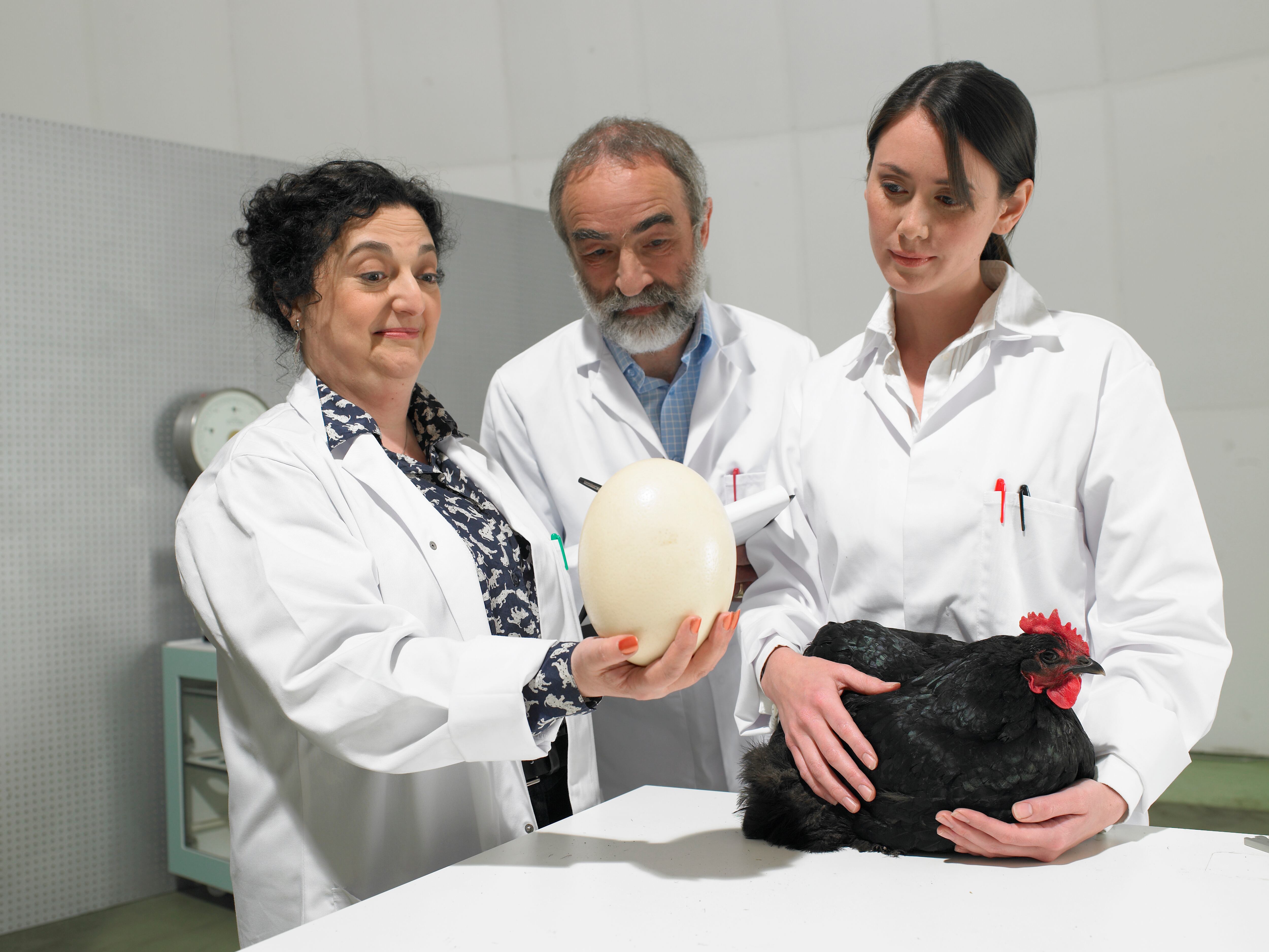 ¿Qué fue primero, el huevo o la gallina? / Foto: Getty Images