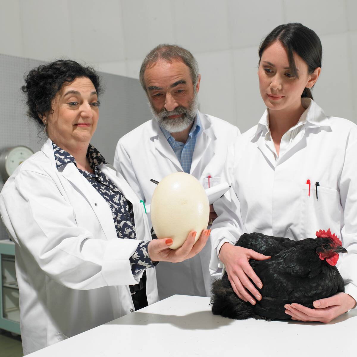 ¿Qué fue primero, el huevo o la gallina? La física tiene la respuesta