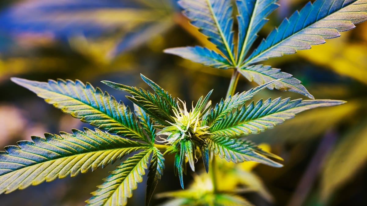 Industria del Cannabis medicinal en Colombia enfrenta desafios y cierres masivos