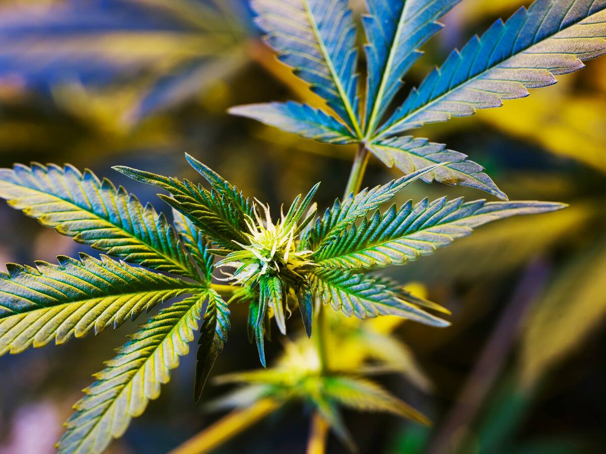 Industria del Cannabis medicinal en Colombia enfrenta desafios y cierres masivos