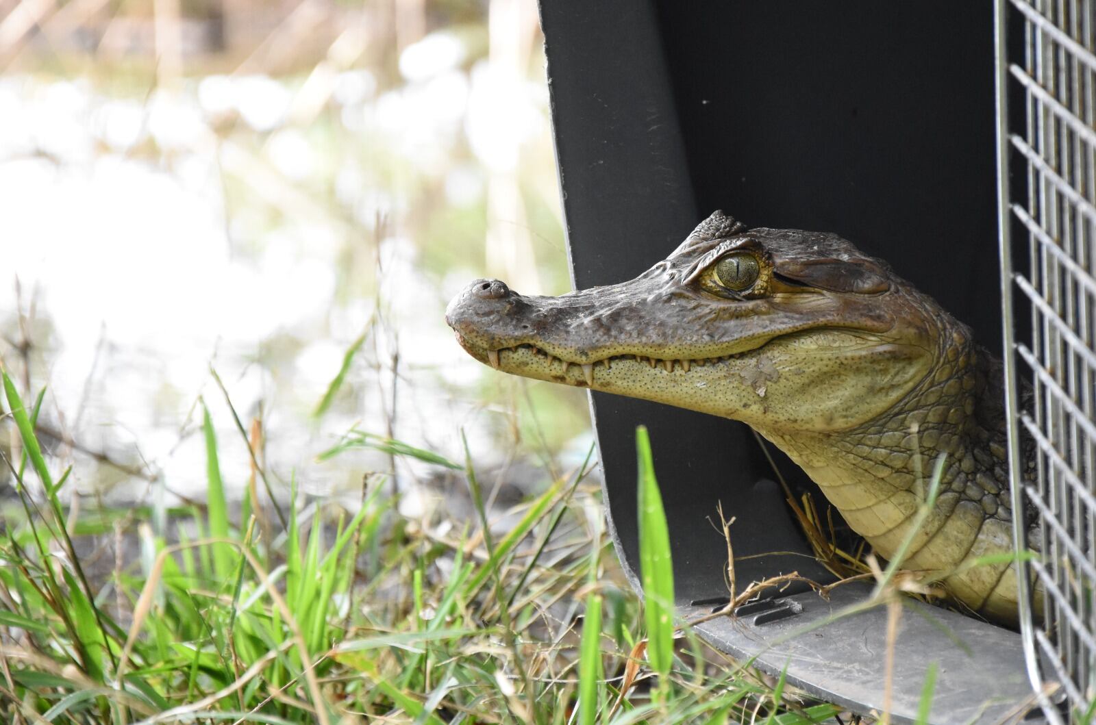 De los 791 ejemplares de fauna silvestre liberados en el año anterior, 153 corresponden a aves, 301 fueron mamíferos, 336 reptiles y un artrópodo.