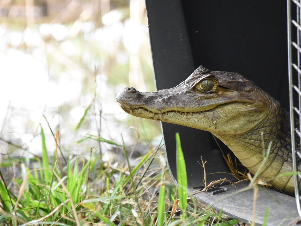 En el 2022, 791 animales silvestres fueron rescatados en el Huila