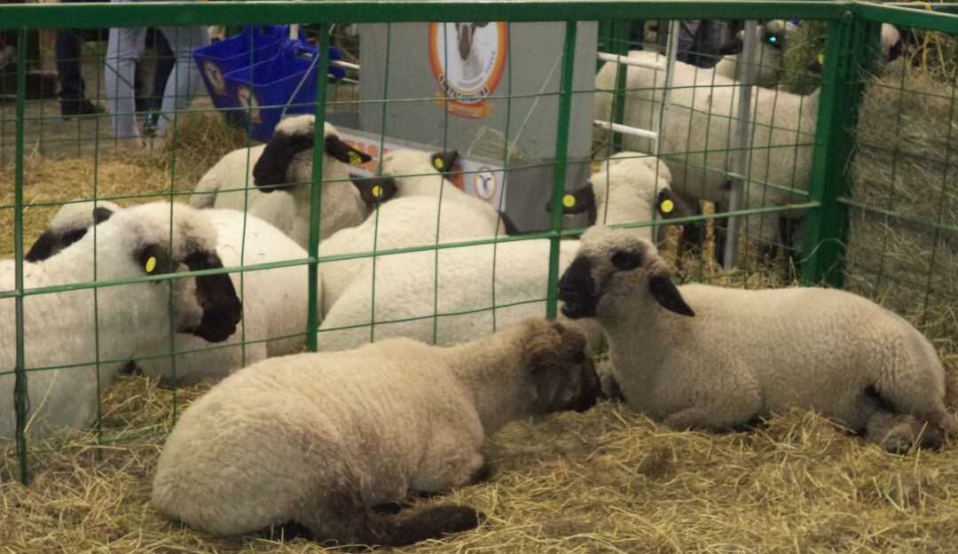Ovejas en Agroexpo