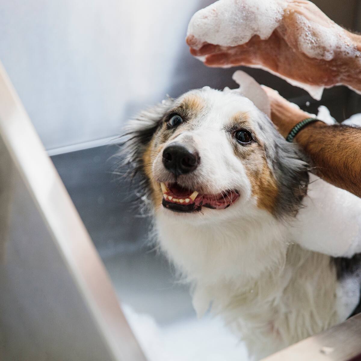 Estos son lo mejores trucos para que su perro siempre huela rico