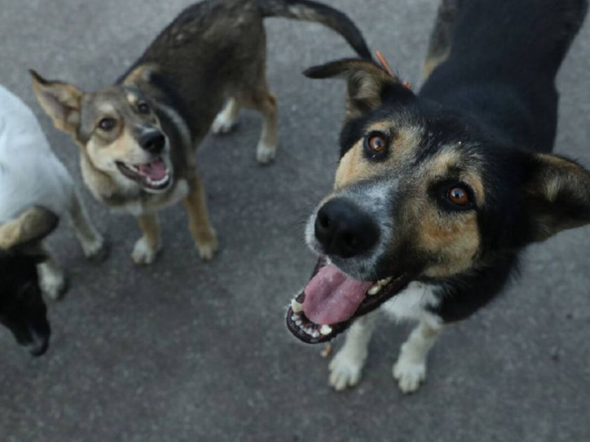 "Desde hace dos meses no hay servicio de esterilización para animales"